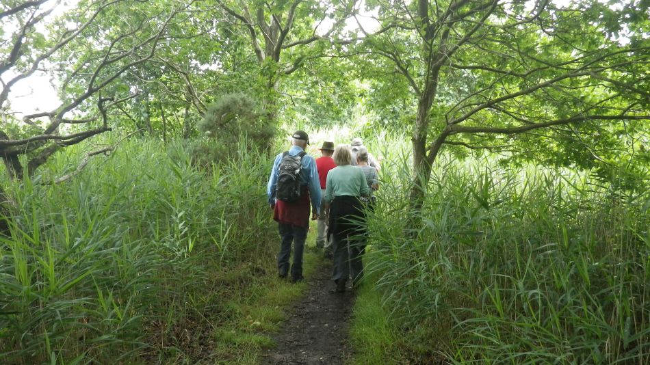 2016-08-03 03 Westwood Marshes and Lodge.jpg