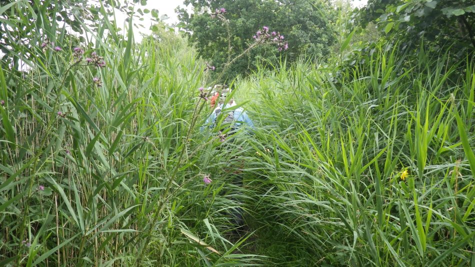 2016-08-03 04 Westwood Marshes and Lodge.jpg