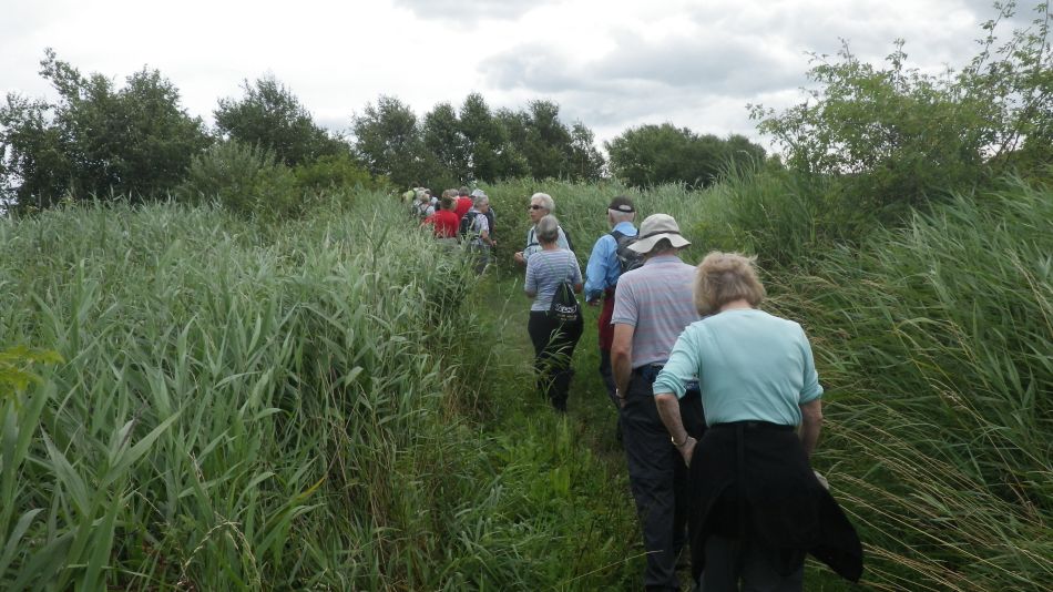 2016-08-03 05 Westwood Marshes and Lodge.jpg