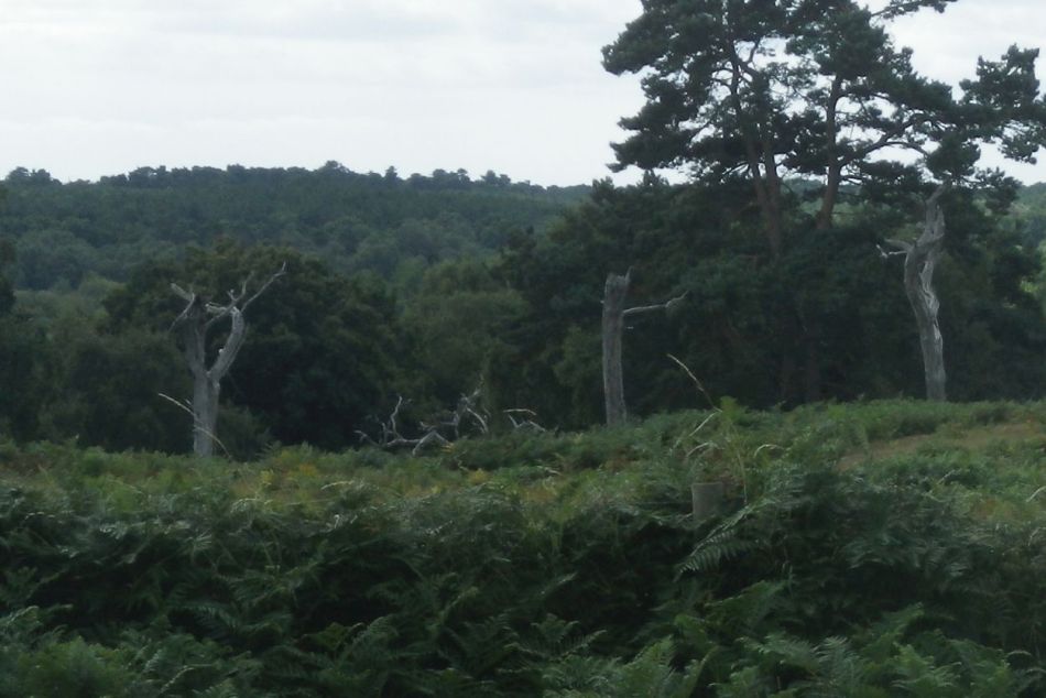 2016-08-03 10 Westwood Marshes and Lodge.jpg