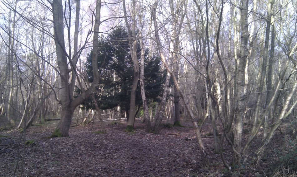 2017-01-11 10 Dunwich Forest.jpg