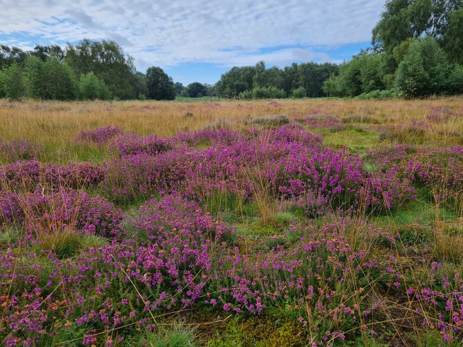2020-10-14 02 Walberswick.jpg