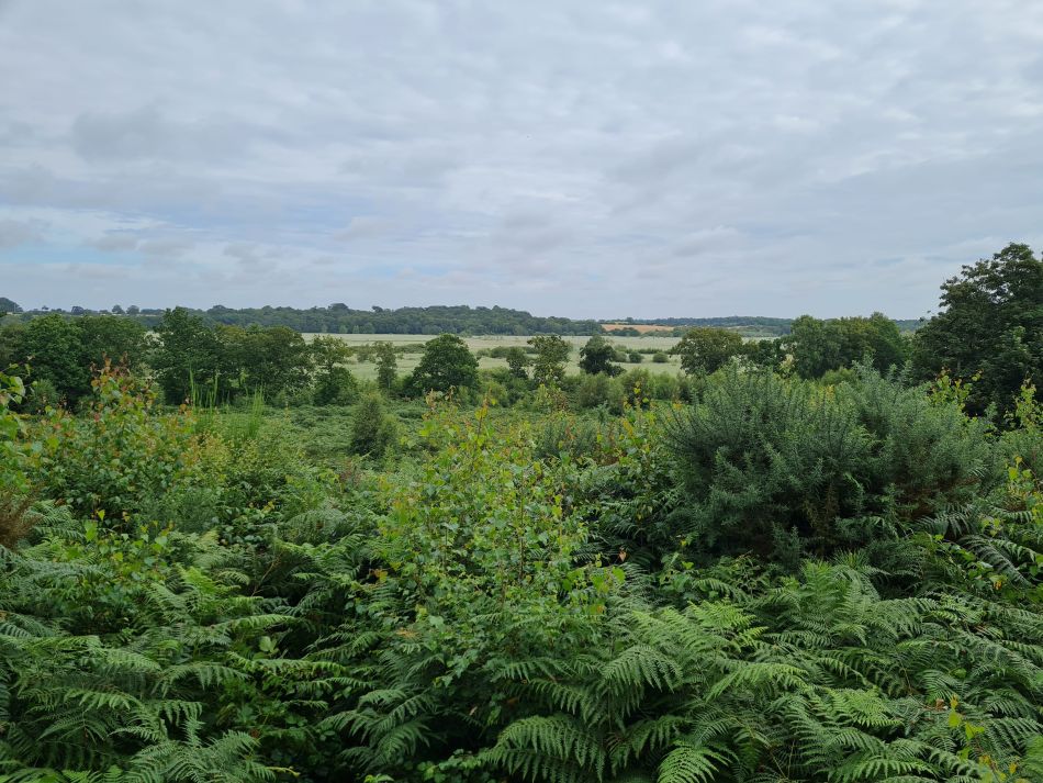 2020-10-14 04 Walberswick.jpg