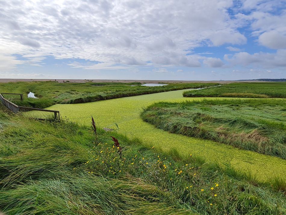 2020-10-14 07 Walberswick.jpg