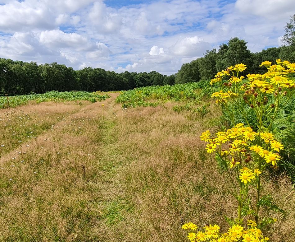 2020-10-14 24 Walberswick.jpg