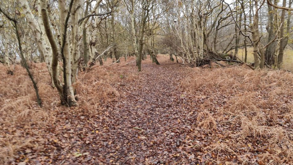 2020-12-03 01 Sandlings 12 - Walberswick.jpg