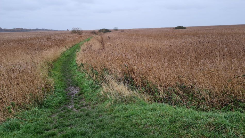 2020-12-03 02 Sandlings 12 - Walberswick.jpg