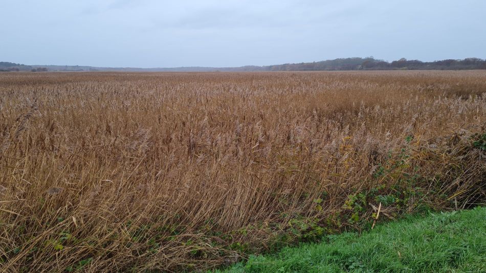 2020-12-03 03 Sandlings 12 - Walberswick.jpg