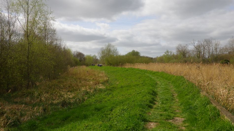 2017-04-05 24 Beccles Marsh Trail.jpg