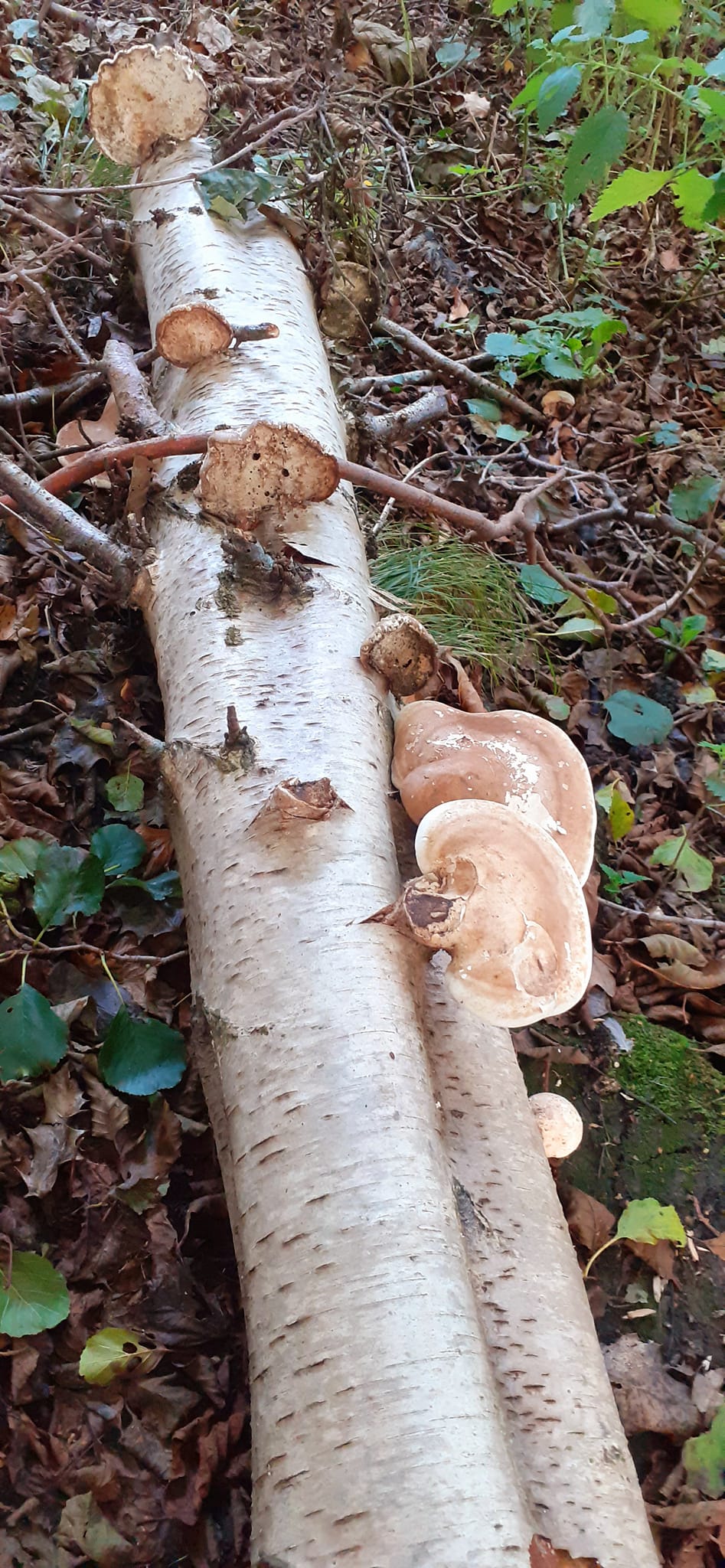 2022-10-02 04 Angles Way 24 - Flixton.jpg