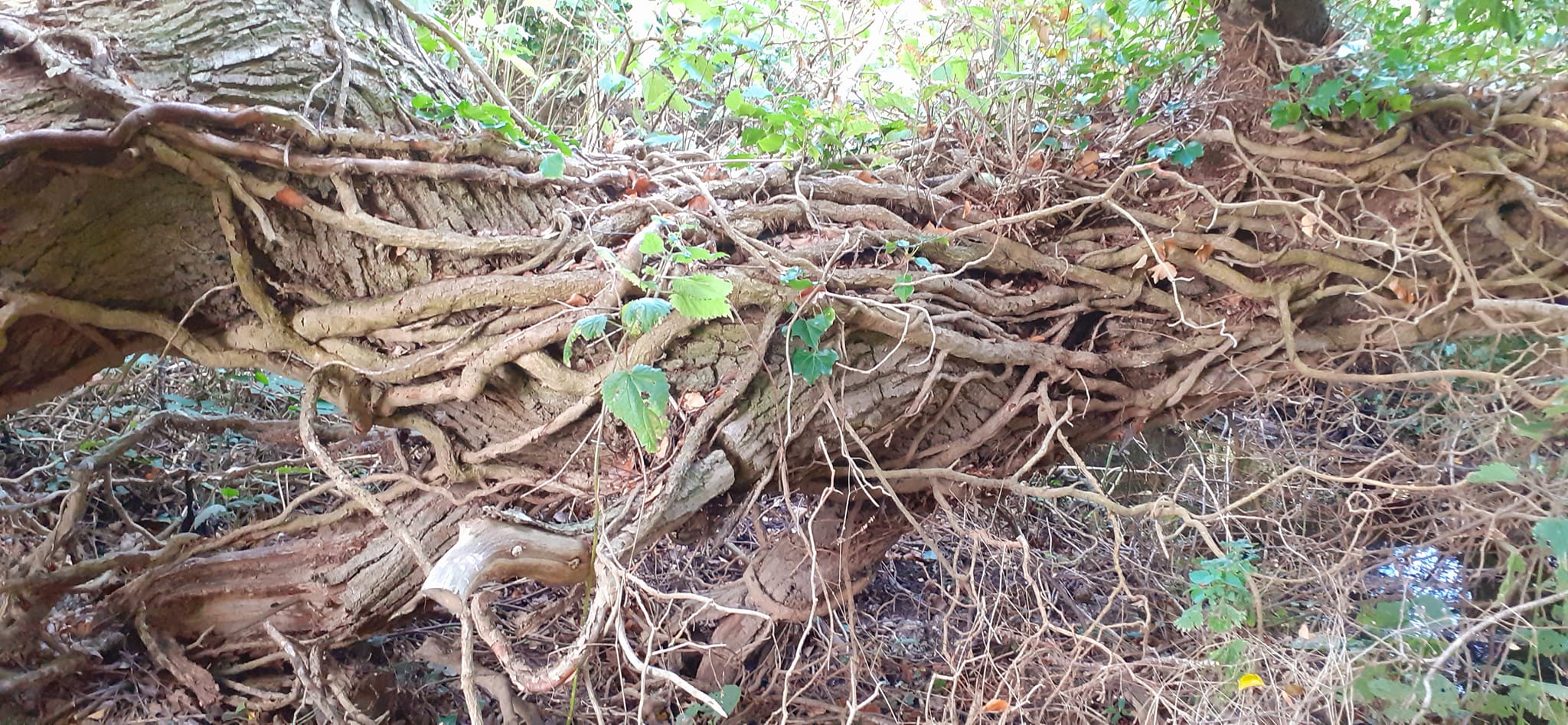 2022-10-02 05 Angles Way 24 - Flixton.jpg