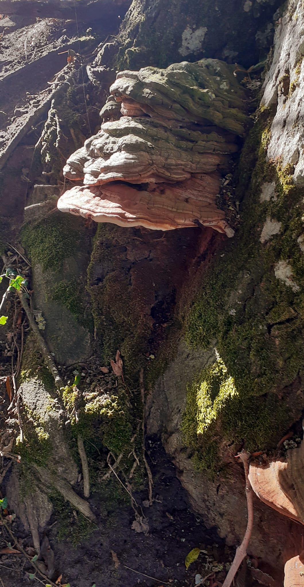 2022-10-02 13 Angles Way 24 - Flixton.jpg