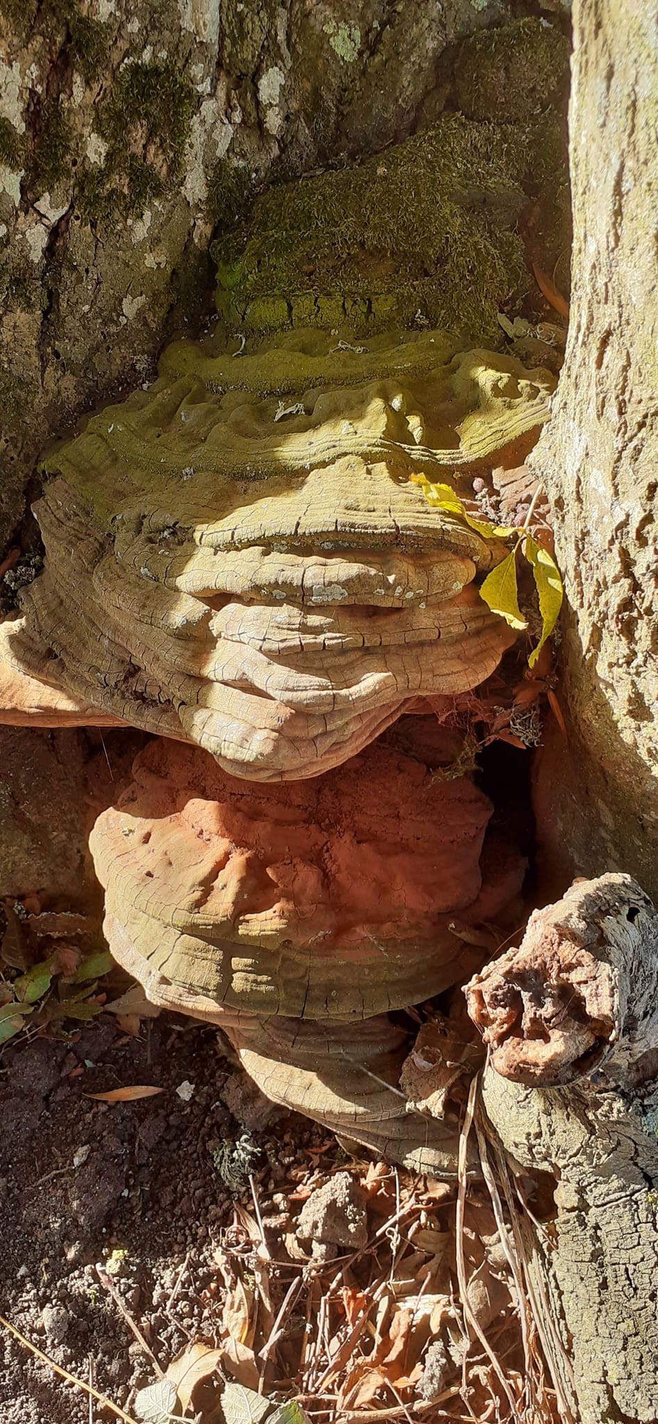 2022-10-02 14 Angles Way 24 - Flixton.jpg