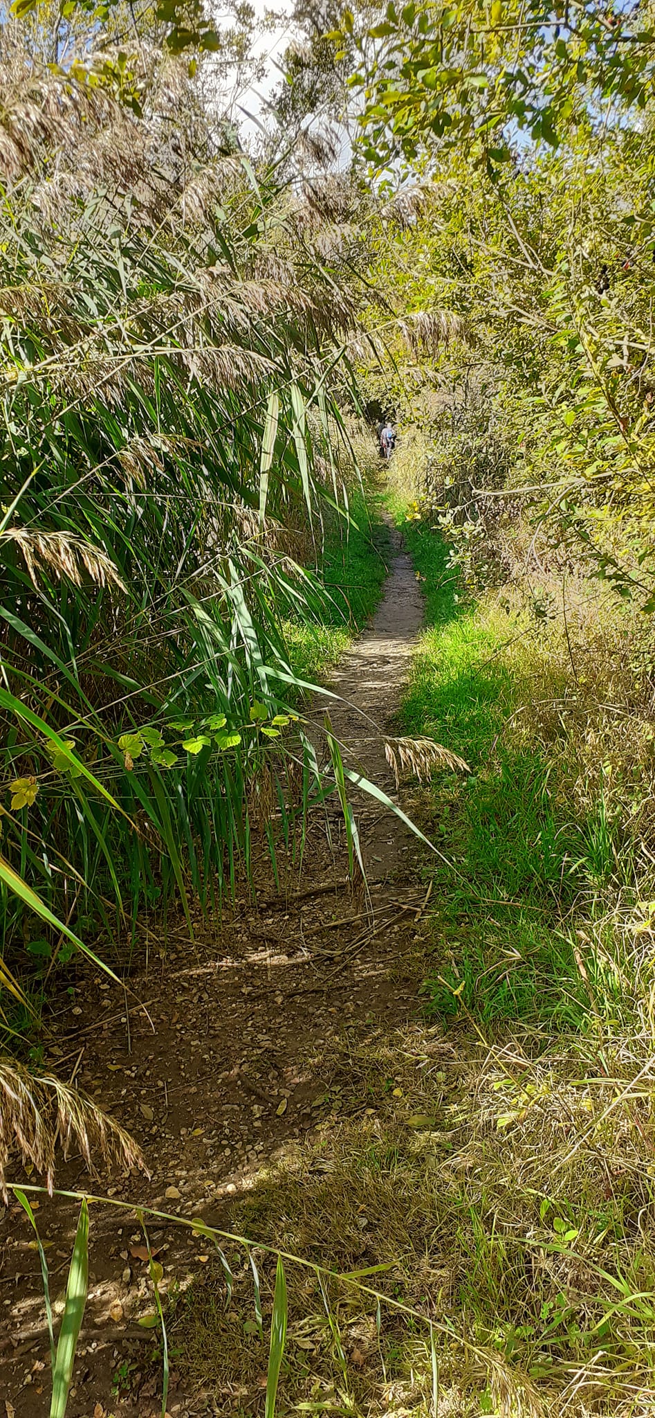 2022-10-02 19 Angles Way 24 - Flixton.jpg