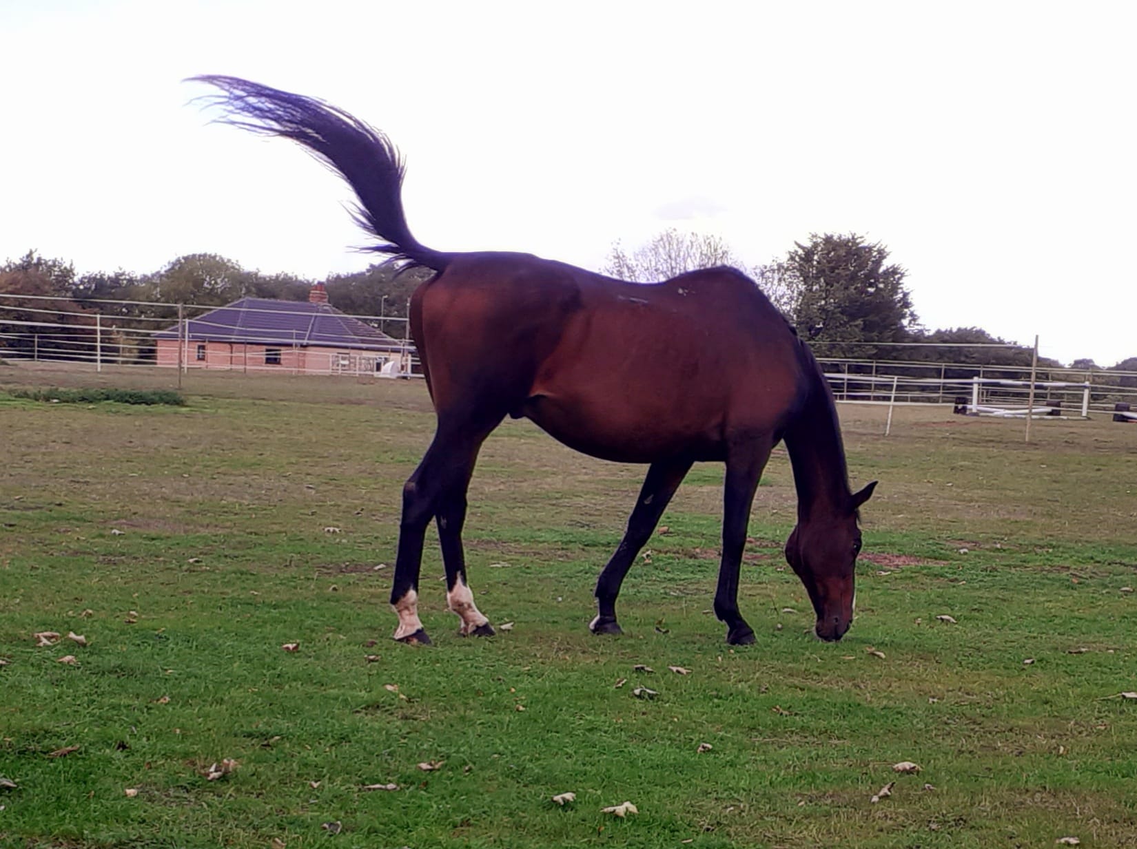 2022-10-02 27 Angles Way 24 - Flixton.jpg