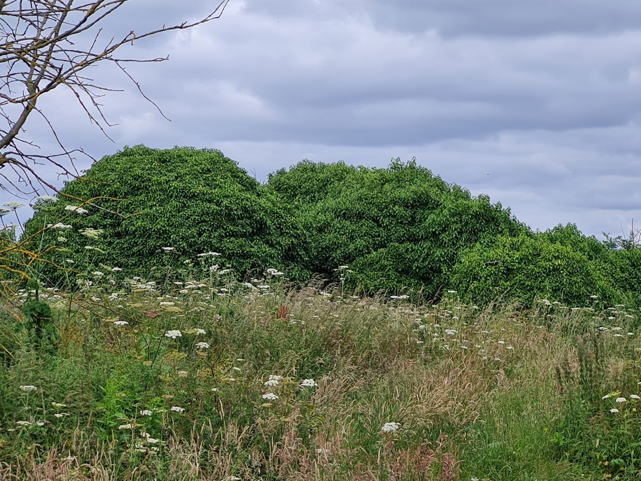 2024-06-28 04 Oulton and Flixton.jpg