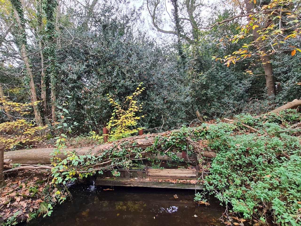 2024-11-16 03 Oulton and Flixton.jpg