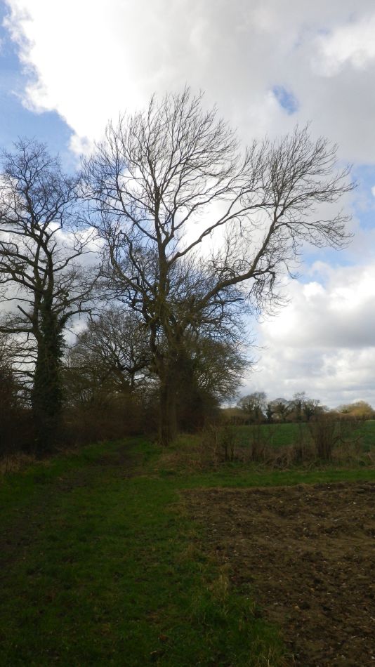 2017-03-01 06 Brooke and Howe Area.jpg