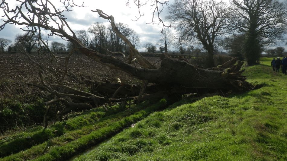 2017-03-01 12 Brooke and Howe Area.jpg