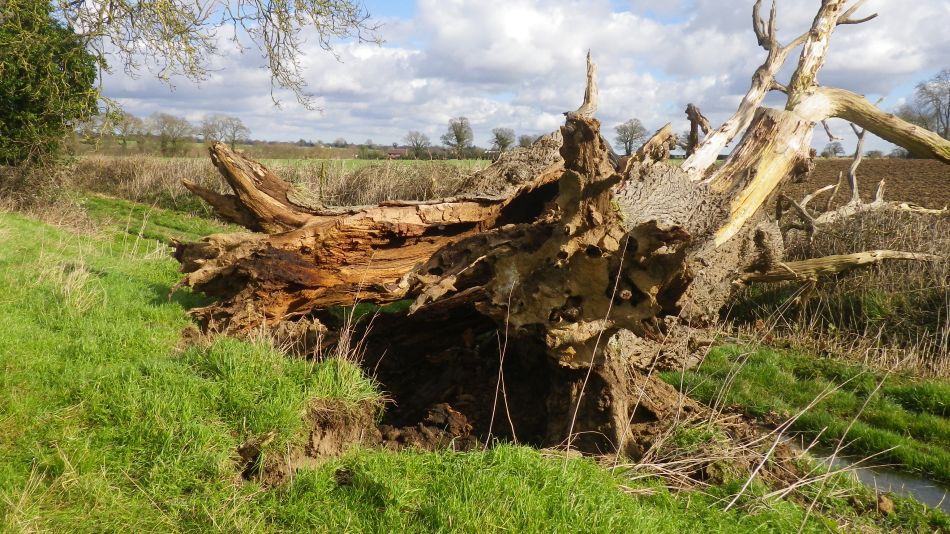 2017-03-01 16 Brooke and Howe Area.jpg