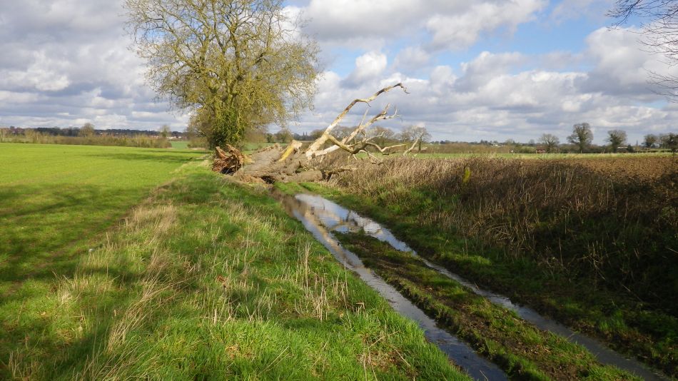 2017-03-01 17 Brooke and Howe Area.jpg