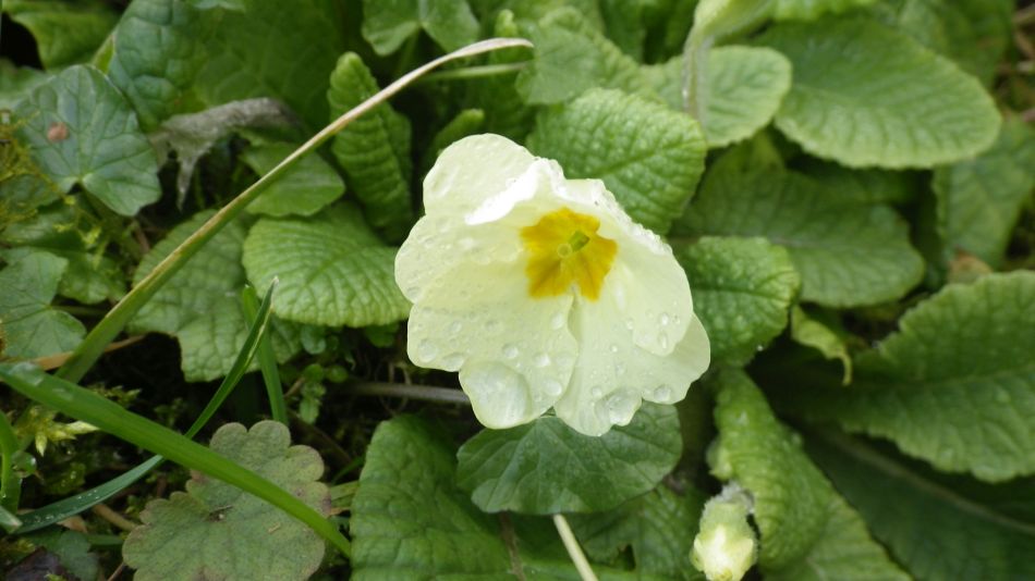 2017-03-01 22 Brooke and Howe Area.jpg