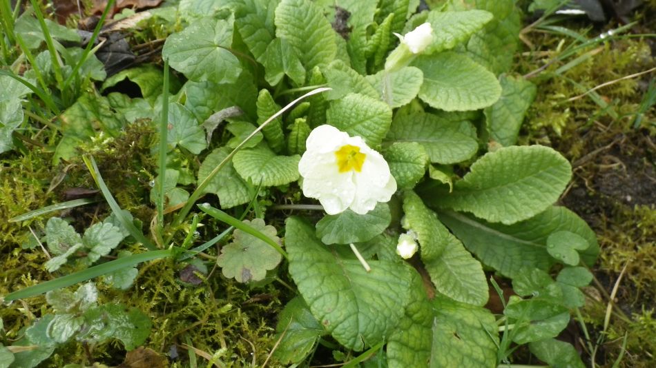 2017-03-01 23 Brooke and Howe Area.jpg