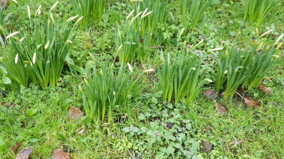 2017-03-01 24 Brooke and Howe Area.jpg