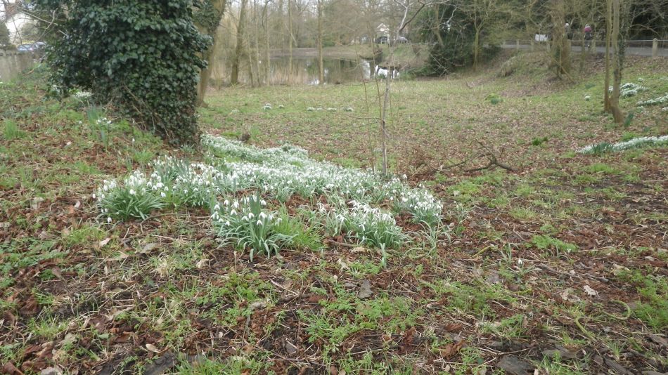 2017-03-01 30 Brooke and Howe Area.jpg