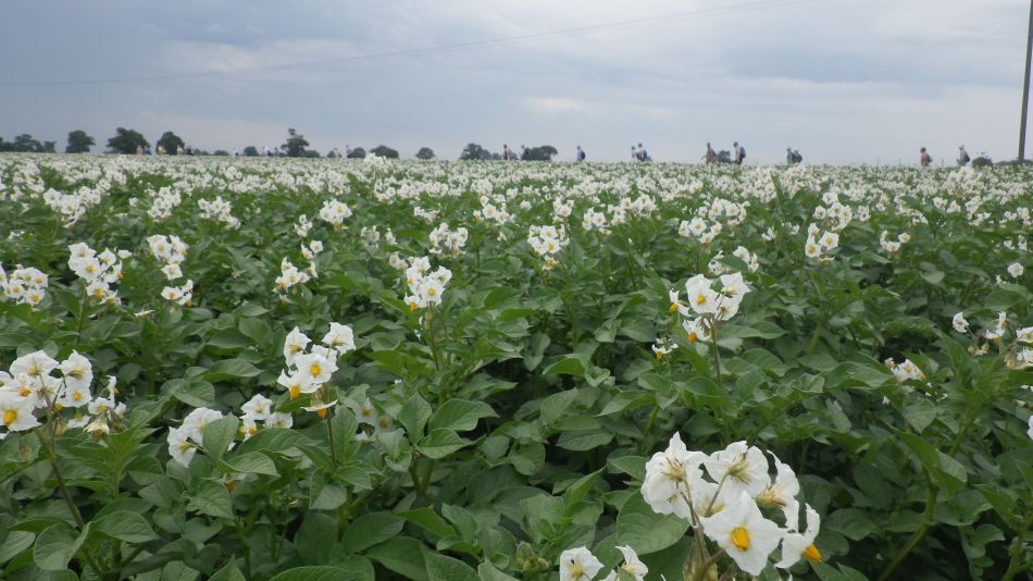 2017-07-06 04 Acle Bridge Inn.jpg