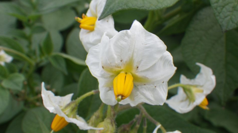 2017-07-06 09 Acle Bridge Inn.jpg