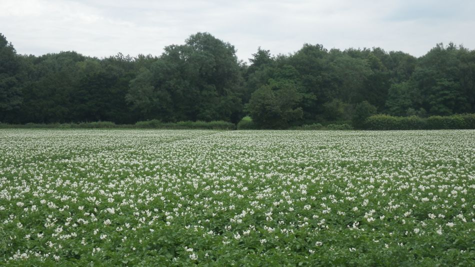 2017-07-06 11 Acle Bridge Inn.jpg