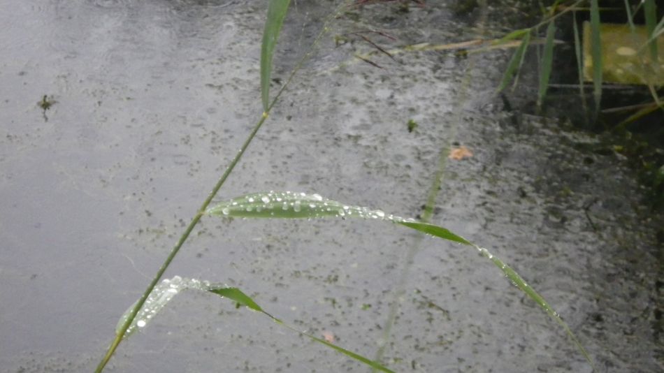 2017-10-08 04 Lound Lakes.jpg