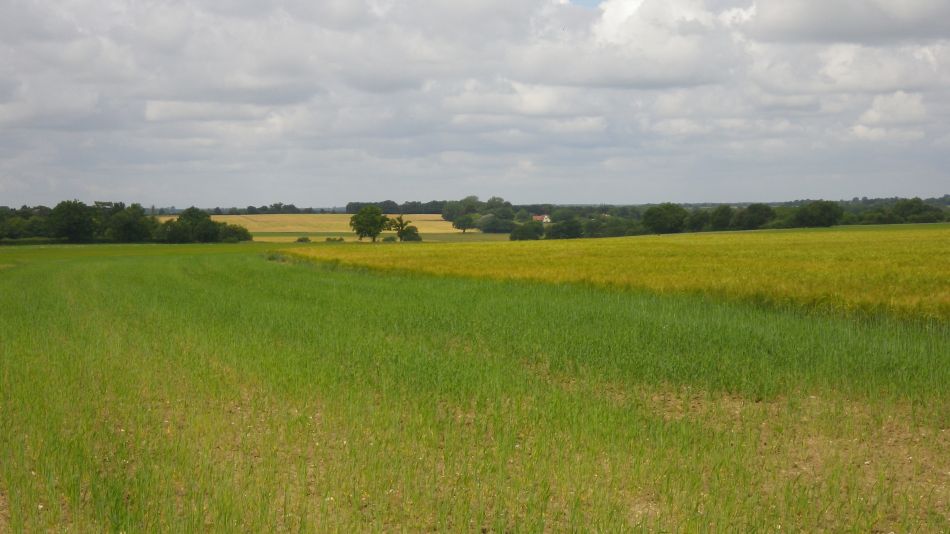 2018-06-17 01 Redgrave and South Lopham Fen.jpg