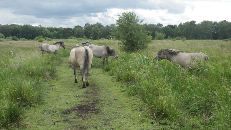 2018-06-17 07 Redgrave and South Lopham Fen.jpg