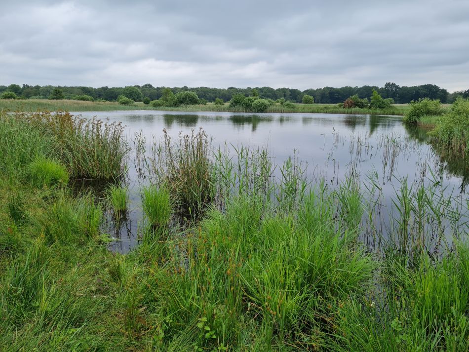 2021-07-01 09 Waveney and Little Ouse.jpg