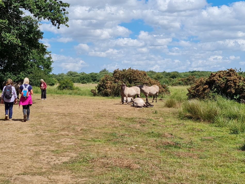 2022-06-26 25 Redgrave Lopham Fen Thelnetham Windmill.jpg