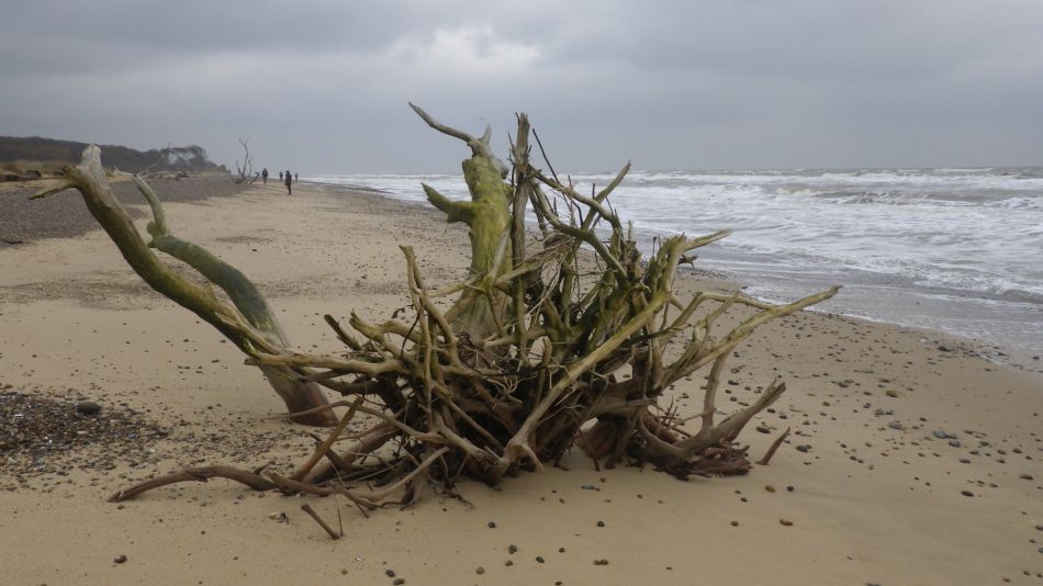 2019-11-21 27 Waveney Way 18 - Covehithe and Benacre.jpg