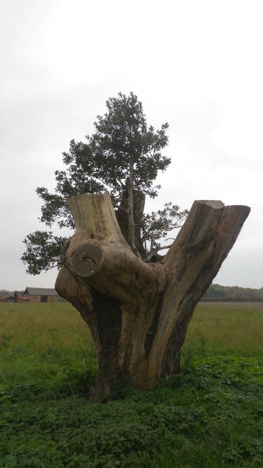 2019-11-21 37 Waveney Way 18 - Covehithe and Benacre.jpg