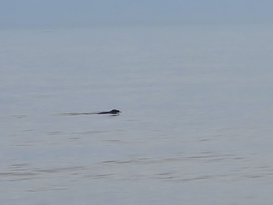 2024-03-30 12 Covehithe and Benacre.jpg