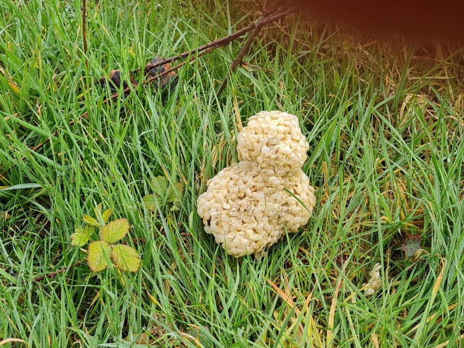 2024-03-30 15 Whelk egg cases.jpg