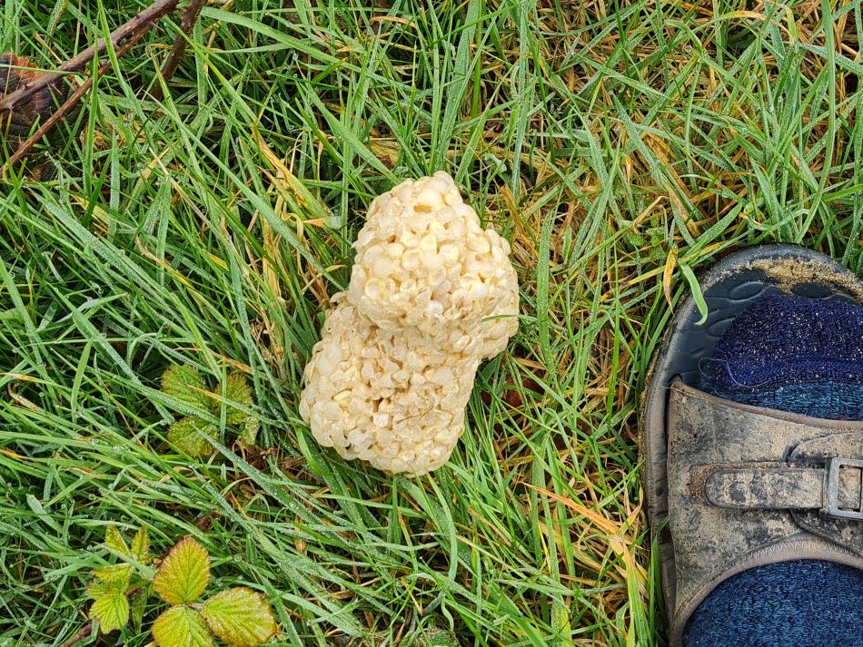 2024-03-30 16 Whelk egg cases.jpg