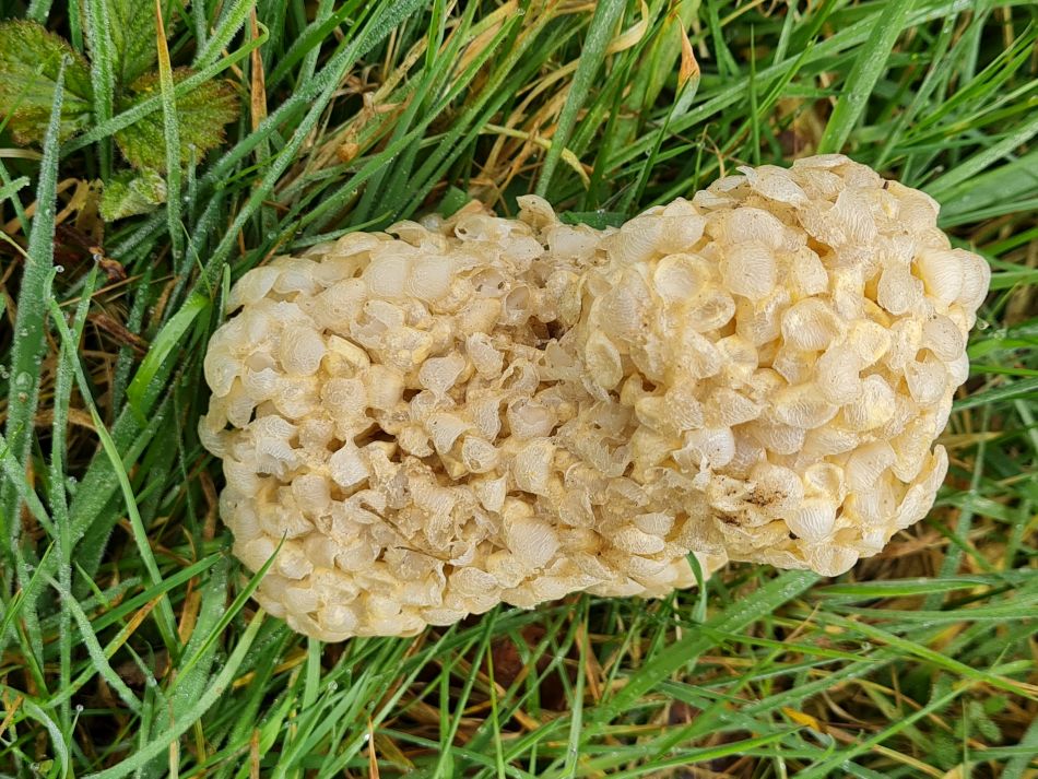 2024-03-30 17 Whelk egg cases.jpg