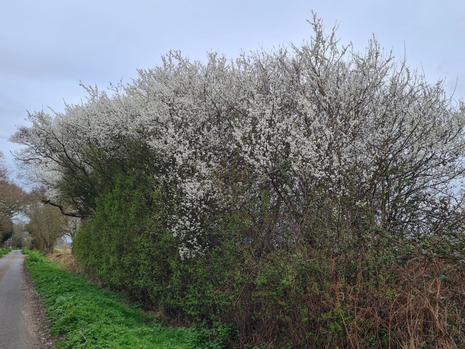 2024-03-30 30 Covehithe and Benacre.jpg