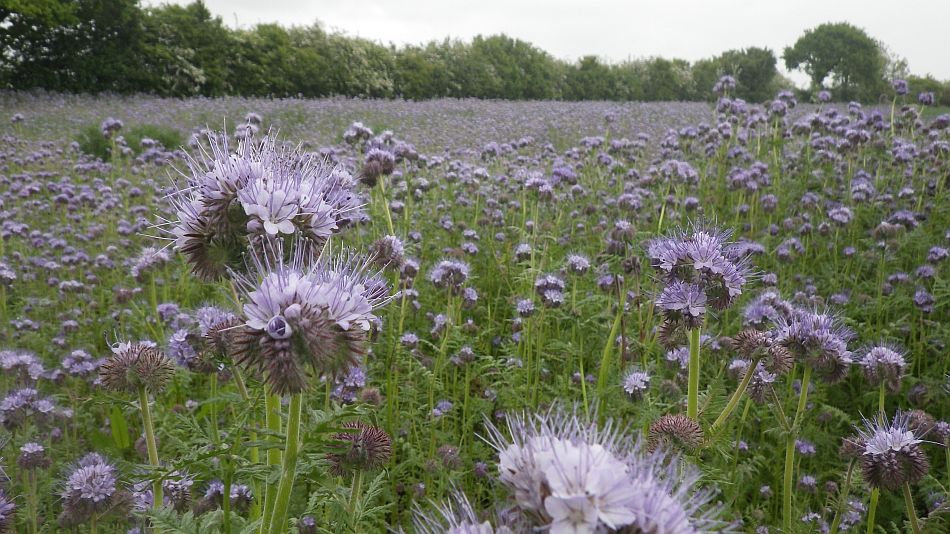 2016-05-25 07 St. James South Elmham.jpg