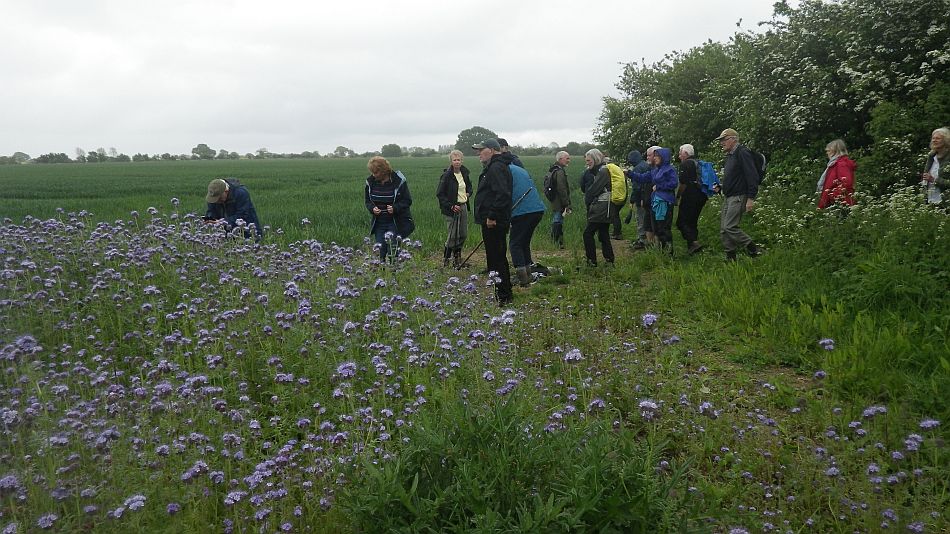2016-05-25 08 St. James South Elmham.jpg