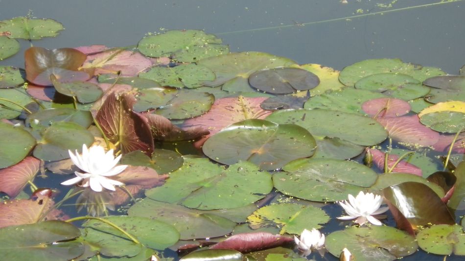 2017-06-14 06 St James St Cross and South Elmham.jpg