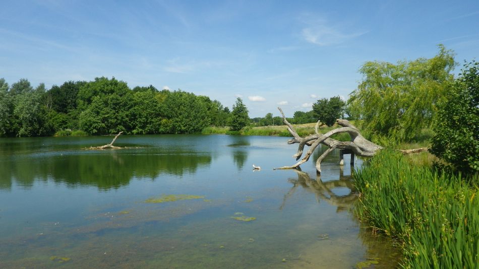 2017-06-14 09 St James St Cross and South Elmham.jpg