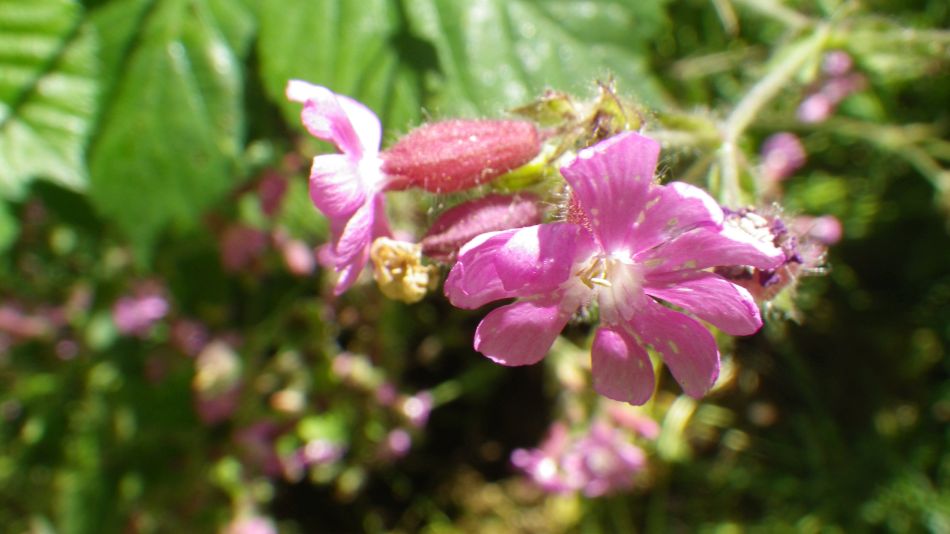 2017-06-14 20 St James St Cross and South Elmham.jpg