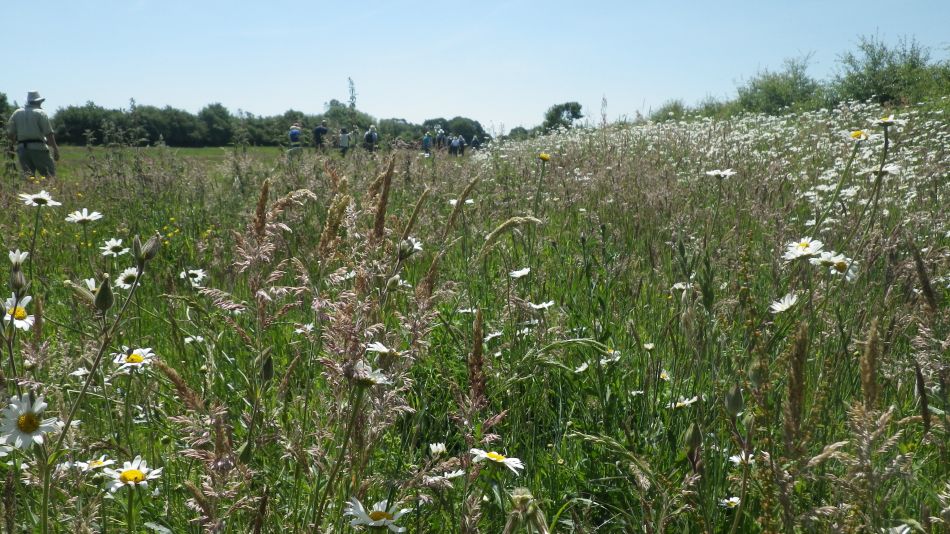 2017-06-14 21 St James St Cross and South Elmham.jpg